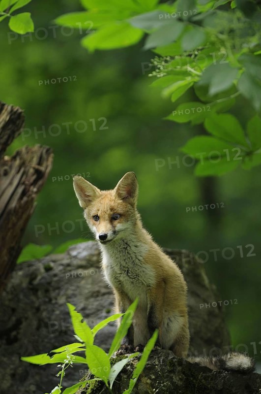 Fox, red fox, Warstein, summer