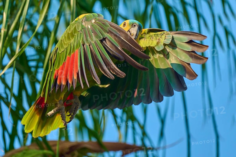 A colourful parrot with outstretched wings flies against a blue sky, surrounded by palm fronds, the pointed-tail parakeet or blue-headed parakeet (Thectocercus acuticaudatus), Pantanal, Mato Grosso, Brazil