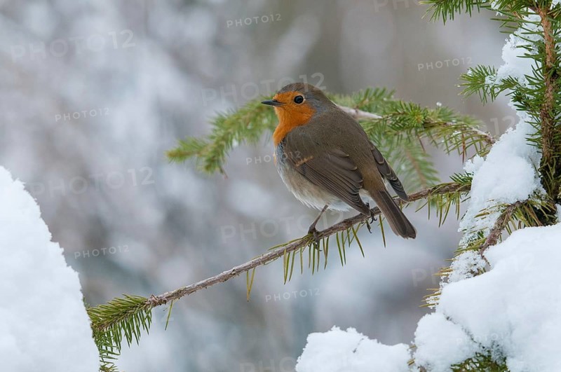 Erithacus rubecula, robin, robins, birds, passeri, snow, songbirds, snow, songbirds, birds, winter