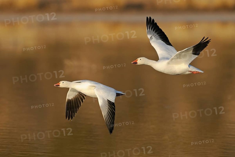 Snow Goose, Bosque del Apache, New Mexico, USA. Snow Goos, Bosque del Apache, New Mexico, United States of America