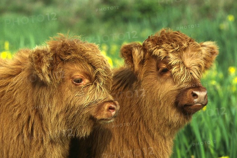 Animals, mammals, cattle Highland cattle, Galloways, Scottish Highland Cattle, Cattle, domestic cattle, calf, calf, calves, Scotland, United Kingdom