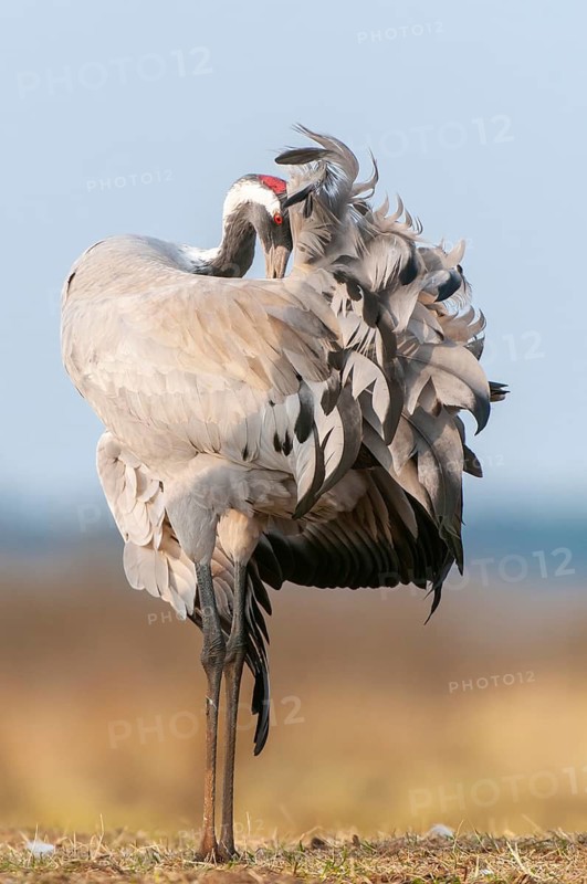 A crane (Grus grus) preening its plumage, Fågelsjö, Gävleborg County, Sweden