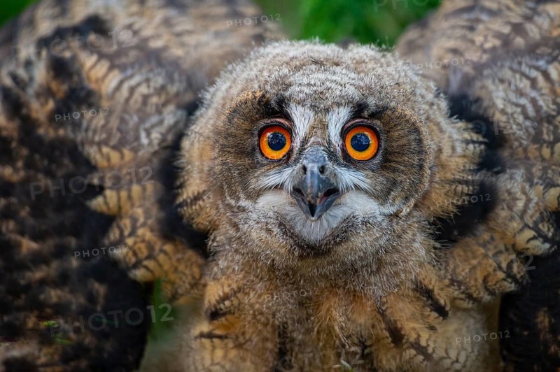 Young eagle owl (Bubo bubo), Oldenburg Münsterland, Vechta, Lower Saxony, Germany