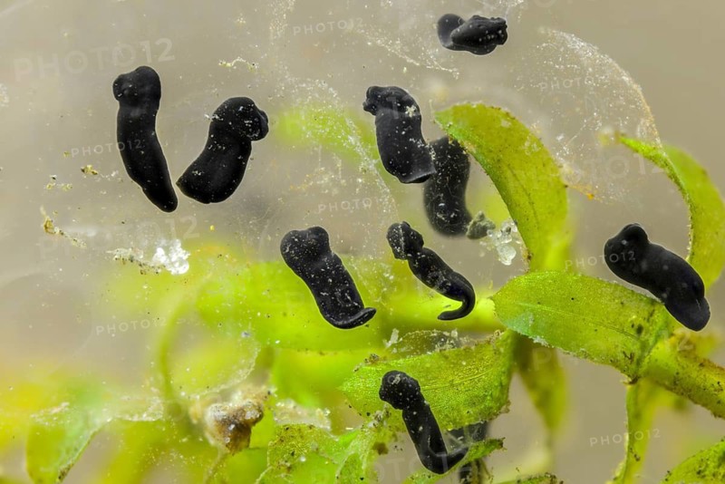 Bufo bufo, common toad, amphibians, amphibians, five days old, larva, larva, amphibians
