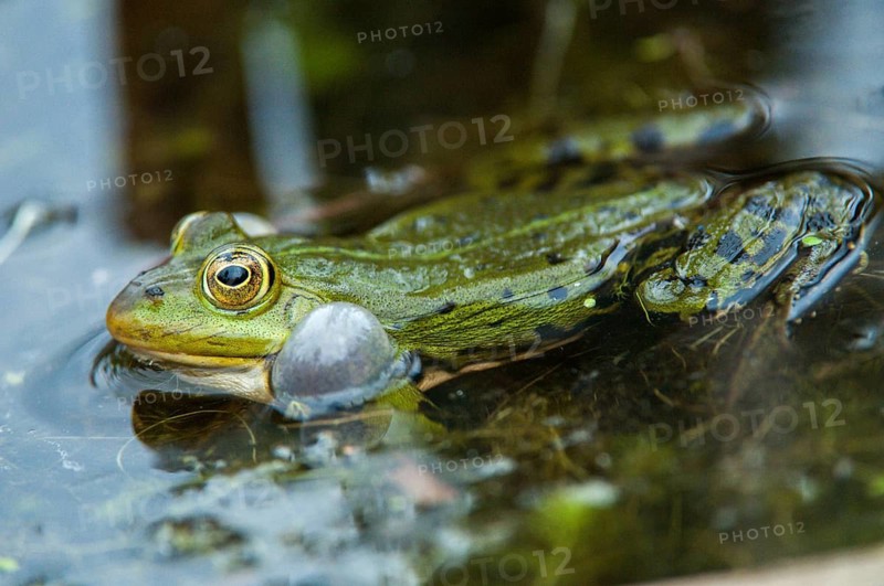 Edible Frog, Pelophylax Esculentus, Pelophylax Kl. Esculentus, Rana Kl. Esculenta, Pond Frog, Amphibian, Frog, Frog, Amphibian