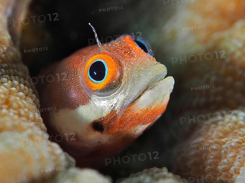 Portrait of an orange-spotted pine slug (Acanthemblemaria rivasi), a slug peering curiously out from a piece of coral, Coral Garden dive site, Puerto Viejo de Talamanca, Limón, Costa Rica, Caribbean, Atlantic Ocean
