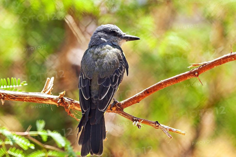 A bird perched on a branch, set against a green background in sunny weather, a mourning tyrant in an enclosure in Petrolina, Brazil (Tyrannus melancholicus)