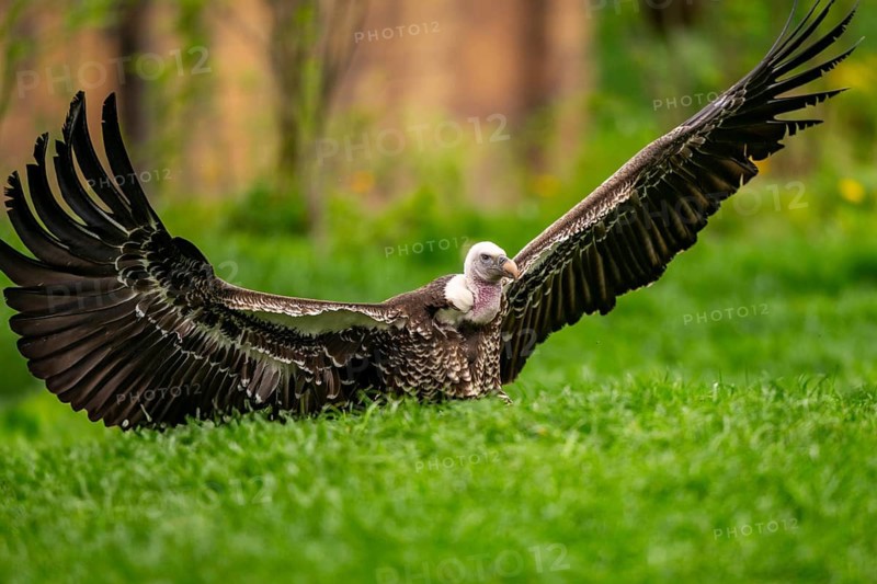 Griffon Vultures (Gyps fulvus) starts flying from a meadow in spring, bavaria, Germany