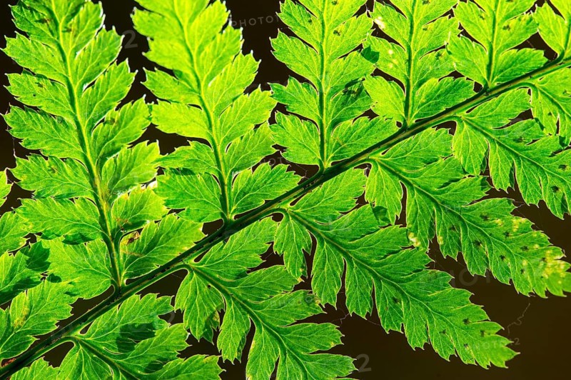 Eagle fern (Pteridium aquilinum) backlit, Vechta, Lower Saxony, Germany
