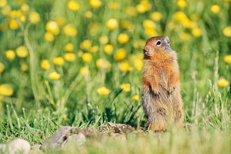 Columbia ground squirrel (Urocitellus columbianus, Spermophilus columbianus), juvenile in a flower-filled meadow, Waterton Lakes National Park, Alberta, Canada