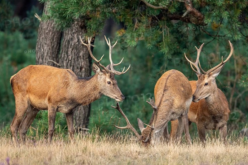 Red deer (Cervus elaphus), Hoenderloo, Gelderland, Netherlands