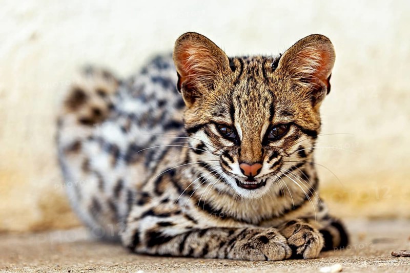 A cat easily bares its teeth whilst lying on the ground and looking alert. A tiger cat in an enclosure in Petrolina, Brazil (Leopardus tigrinus)