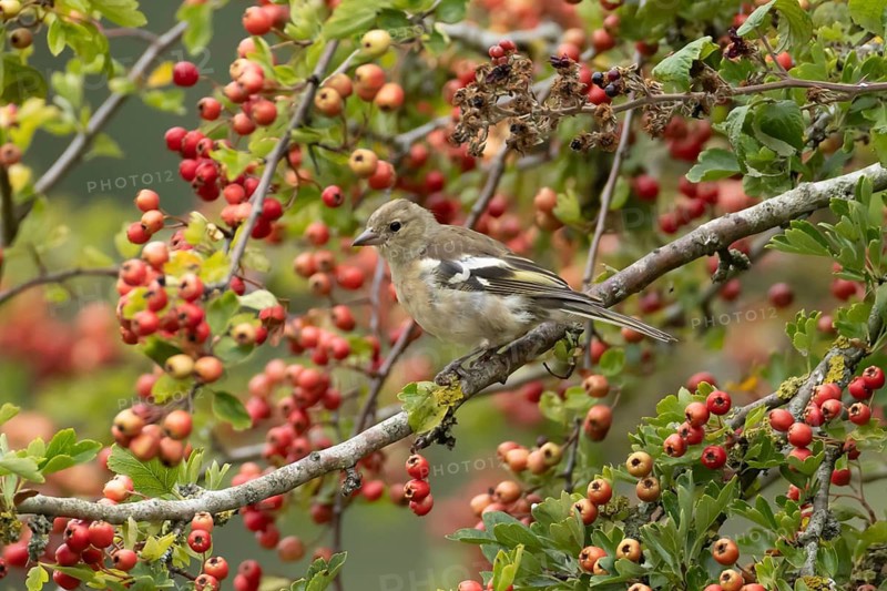 Eurasian chaffinch (Fringilla coelebs) adult female bird in a hawthorn tree in a hedgerow with red berries in summer, England, United Kingdom