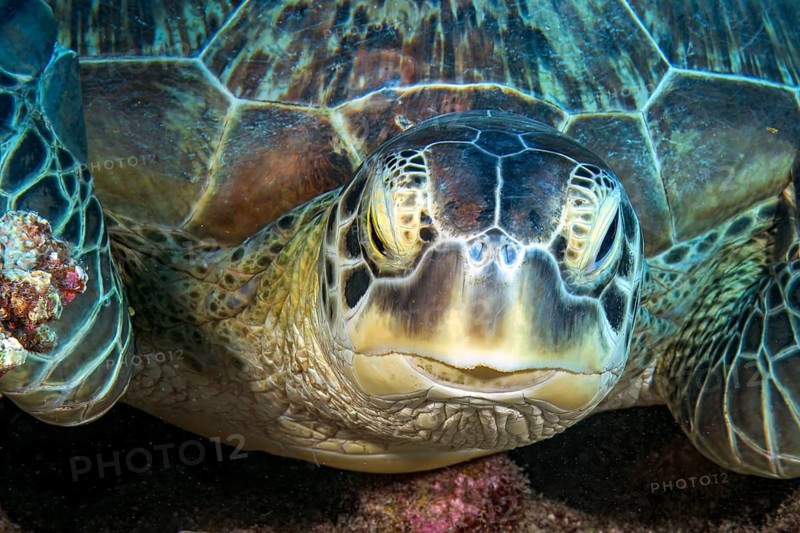 Underwater close-up portrait of the head of a green turtle (Chelonia mydas), the green turtle, formerly also known as the soup turtle, looks directly at the viewer, found in all tropical and subtropical seas, including the Mediterranean, internationally