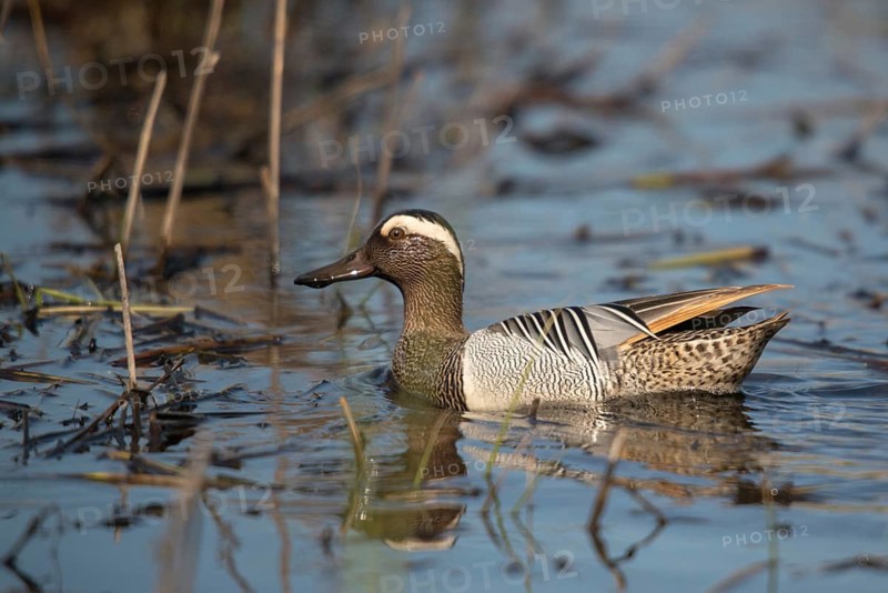 Anas Querquedula, Garganey, Granelli, Italy, crisp duck, Pantano Cuba lagoon, Pantani Cuba and Longarini, spatula querquedula, migratory bird sanctuary, Pantani Cuba & Longarini migratory bird sanctuary, Anatidae, birds, ducks, duck birds, drake, Italy, male, male, Sicily, foundation pro biodiversity, birds, waterbirds, Waterbirds