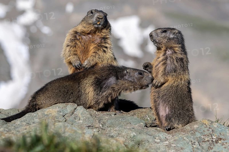 Alpine marmot (Marmota marmota), Heiligenblut, Carinthia, Austria