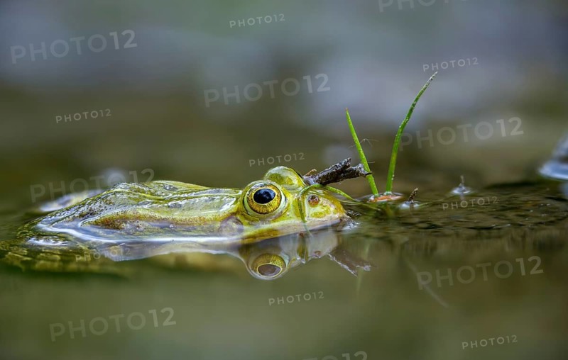 Small water frog, pelophylax lessonae, pool frog, rana lessonae, water frog, amphibian, amphibian, frog, amphibian, frog, amphibian