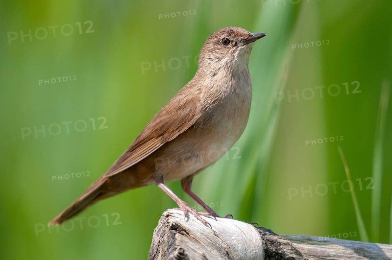 Locustella luscinioides, cane swirl, Savi's warbler, birds, passeri, songbirds, birds