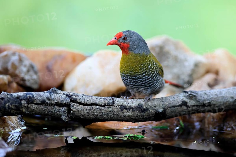 Colourfulastrid (Pytilia melba), adult, male, alert, on the lookout, by the water, Kruger National Park, South Africa
