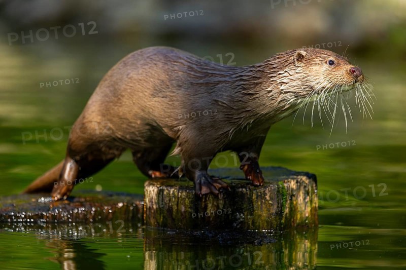 Eurasian otter (Lutra lutra) on a tree trunk in the water of a little lake, Bavaria, Germany