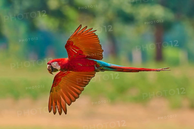 A parrot spreads its wings whilst flying in its natural habitat: the green-winged macaw, or dark-red macaw (Ara chloroptera), Pantanal, Mato Grosso, Brazil
