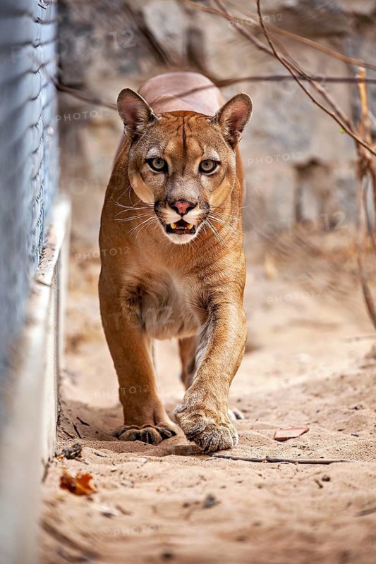 A Cougar looks curiously along a sandy path next to a fence in an open environment, a mountain lion, or Cougar, in an enclosure in Petrolina, Brazil (Cougar concolor)