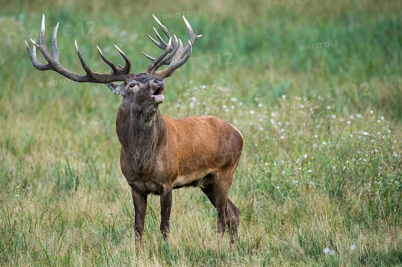 A mature red deer (Cervus elaphus) bellowing during the rutting season, Klamptenborg, Copenhagen, Denmark