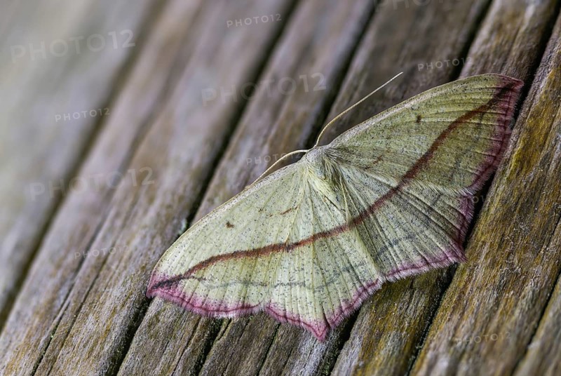 Ampferspanner, Calothysanis Amata, Liebling, Rotrandspanner, Timandra Comae, Blood-Vein, Insects, Moths, Moths, Butterflies