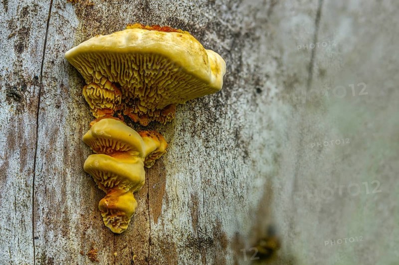 Daedalea sepiaria, gloeophyllum sepiarium, gloeophyllum ungulatum, lenzites sepiaria, lenzites crocata, yellow-red gill polypore, fenceleaf, fungi, fungi, rusty gilled polypore