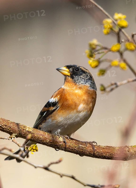 Mountain finch, brambling, fringilla montifringilla, birds, high size, portrait format, passeri, songbirds, birds