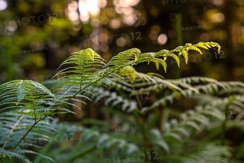 Close-up of ferns in the forest, illuminated by soft sunlight, creates a calming atmosphere, Simmelhütte, Bad Wildbad. germany