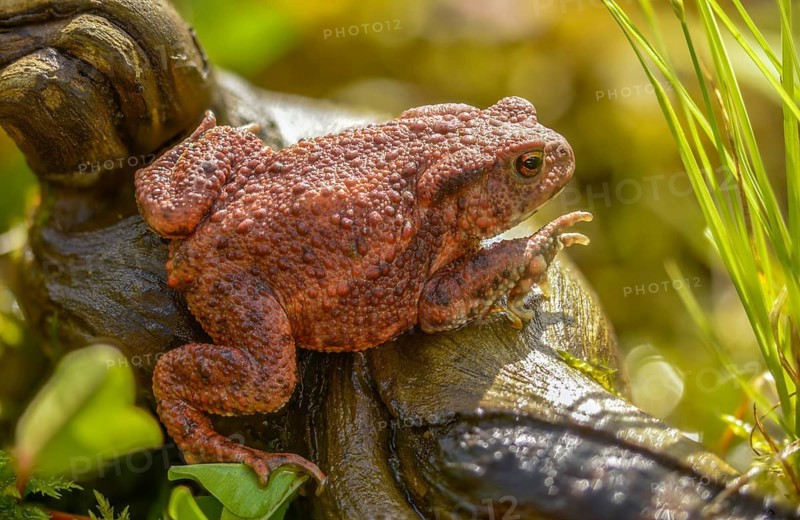 Bufo bufo, common toad, amphibians, amphibians, amphibians, amphibians