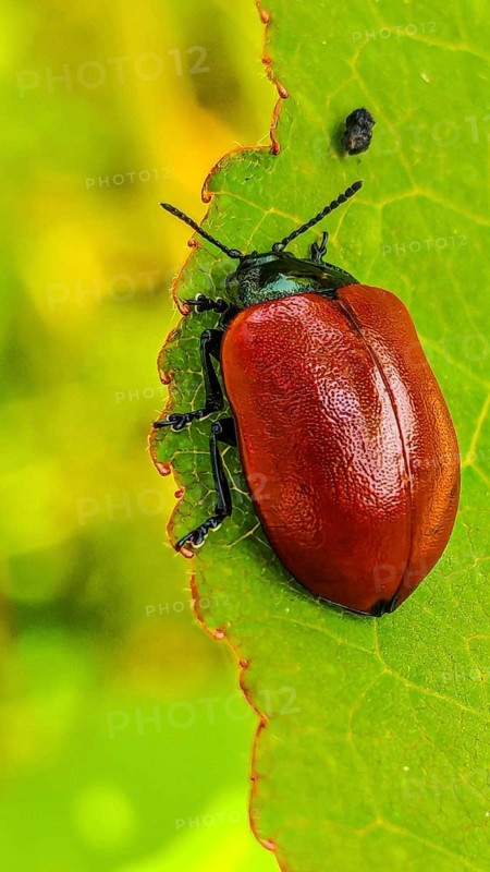 Close-up of a red beetle, the red poplar leaf beetle (Chrysomela populi), crawling along the edge of a green leaf, Rennsteig, Frankenwald nature park Park, Upper Franconia