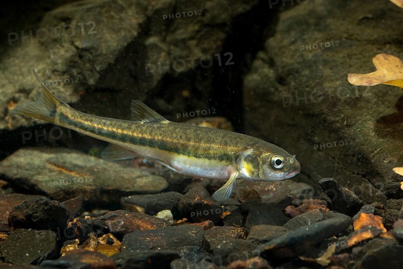 Bitterfish, minnow, Eurasian minnow, minnow, prille, phoxinus phoxinus, common minnow, fish, fishes, rivers, pisces