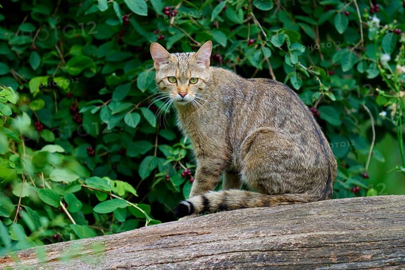 A tabby cat sits on a tree trunk amidst dense green foliage, European wildcat (Felis silvestris), Hesse, Germany