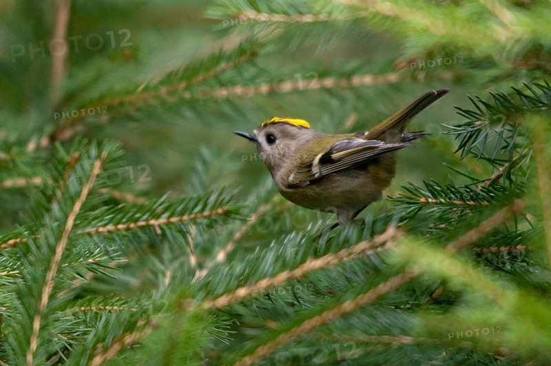 Goldcrest, golden chicken, Regulus regulus, winter golden chicken, birds, passeri, songbirds, birds