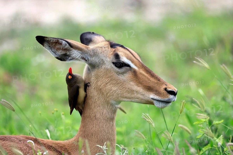 Red-billed Oxpecker (Buphagus erythrorhynchus), adult, symbiosis, on a host animal, on a Black-heeled Antelope (Aepyceros melampus), Kruger National Park, South Africa
