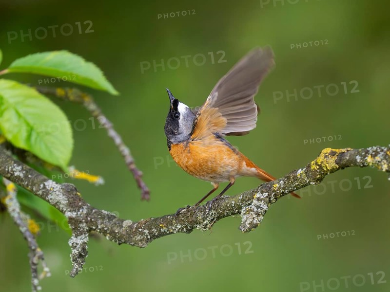 Common Redstart (Phoenicurus phoenicurus), mature male, perched on a branch, flapping its wings and displaying to a female, in its breeding territory, North Hesse, Germany