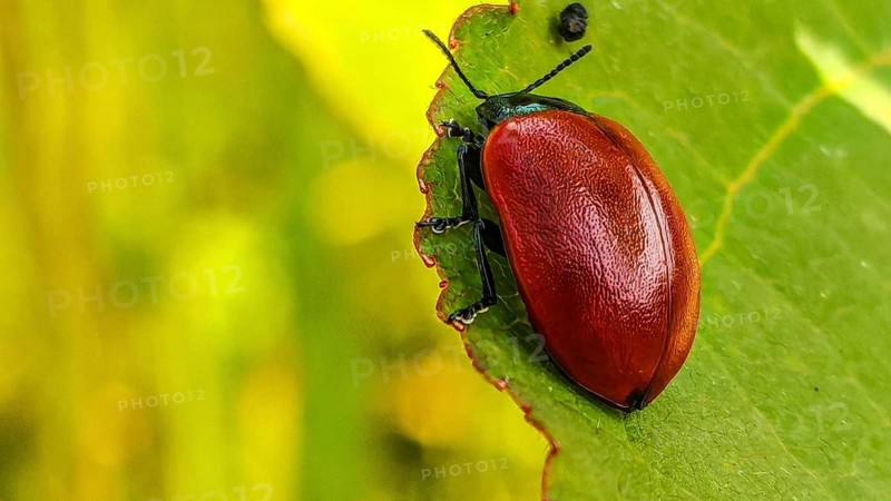 Close-up of a red beetle, the red poplar leaf beetle (Chrysomela populi), crawling along the edge of a green leaf, Rennsteig, Frankenwald nature park Park, Upper Franconia