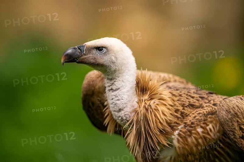 Griffon Vultures (Gyps fulvus), portrait, bavaria, Germany
