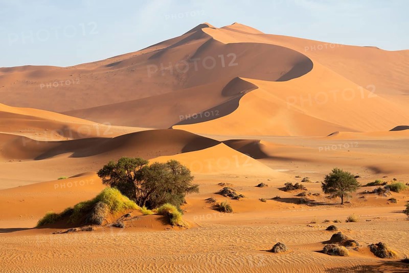 Barren vegetation between red-yellow Namib sand dunes, Namib Desert, Namib-Naukluft National Park, Namibia