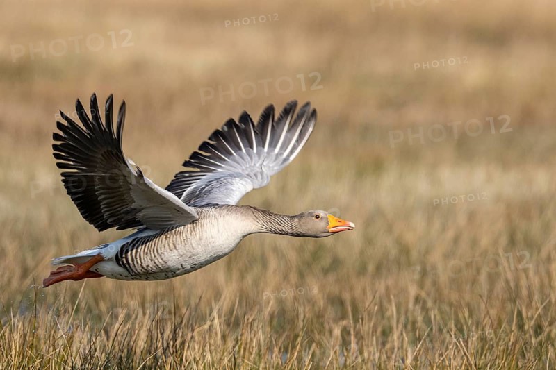 Greylag Goose (Anser anser) in flight, Dümmer, Lembruch, Lower Saxony, Germany