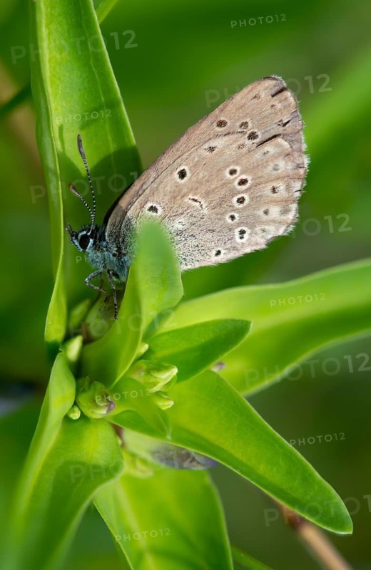 Glaucopsyche Alcon ssp. rebeli, glaucopsyche rebeli, cruciferous ant blue, maculinea rebeli, phengaris alcon ssp. rebeli, phengaris rebeli, butterfly, female, high size, portrait format, insects, butterfly, butterflies, butterflies, butterflies, butterflies, female