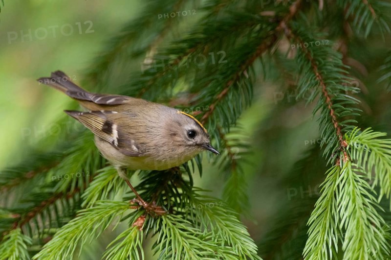 Goldcrest, golden chicken, Regulus regulus, winter golden chicken, birds, passeri, songbirds, birds
