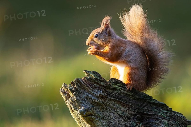 Squirrel (Sciurus vulgaris), Aviemore, Scotland, United Kingdom