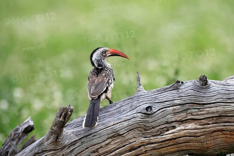 Mopanetoko (Tockus rufirostris), Southern Red-billed Hornbill, adult, perched on a tree trunk, alert, Kruger National Park, South Africa