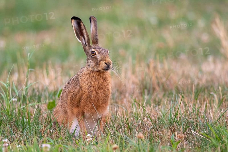 European hare (Lepus europaeus), Vechta, Lower Saxony, Germany