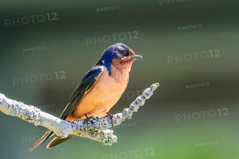 Barn swallow, (Hirundo rustica), George C. Reifel Migratory Bird Sanctuary, Delta, British Columbia, Canada
