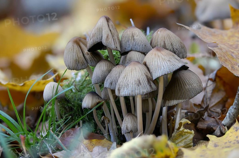 Coprinellus disseminatus, Coprinus disseminatus, sown tintling, fairy inkcap, fungi, mushrooms, tintling, trooping crumble cap