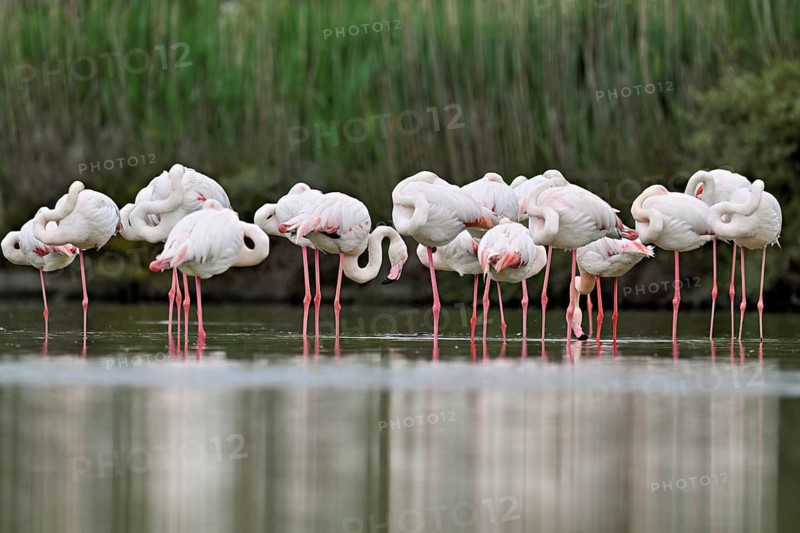 A group of greater flamingos (Phoenicopterus roseus), standing in the water, Camargue Regional Nature Park, southern France